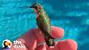 Man Finds Baby Hummingbird On The Side Of The Road The Dodo