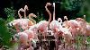 Most Super Beautiful And Cute Flamingo Bird Sweet Dance Move Pink Flamingos Bird Unusual Activities
