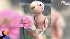 Naked Bird Who Lost Her Feathers Is So Loved Now The Dodo