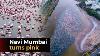 Navi Mumbai Turns Pink With Flamingos Arrival