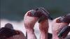 Over A Million Flamingos The Great Rift Africa S Wild Heart Bbc Earth