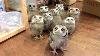 Owl A Funny Owls And Cute Owls Compilation New