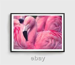 Pink Chilean Print, Flamingo Wall Art, Chilean Framed Bird Wall Art, Animal