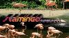 Pink Flamingo Bird S Flamingo Bird Video White Flamingo Nature Flamingo Bird S