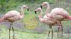 Pink Flamingo Bird Song Eating Standing One Leg Walking Young Angry Bird Flamingo Nature Sounds