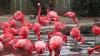 Pink Flamingo Birds At The National Zoo