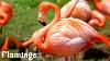 Pink Flamingo Birds Flamingo Flamingo Bird