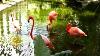 Pink Flamingo Birds Flamingo Gardens Wildlife Sanctuary Davie Fl