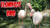 Pink Flamingo Birds In The Zoo Hand Feeding Flamingos Pink Flamingos Animal Eating Video