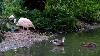 Pink Flamingo Flamingo Birds