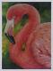 Pink Flamingo Marsh Nautical Bird Realism Pastel Painting Artist D. Dellinger