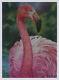 Pink Flamingo Water Nautical Bird Realism Pastel Painting Artist D. Dellinger