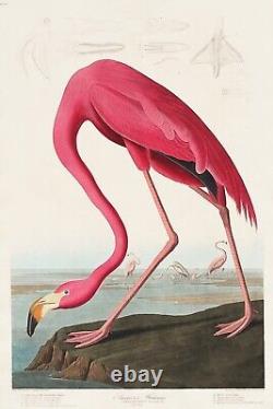 Pink Flamingo from J. J. Audubon Birds of America Giclee Art Print + Ships Free