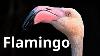 Pink Flamingos 4k Video Flamingo Bird Collection