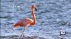Pink Flamingos Appearing More Often In The South Florida Wild Again