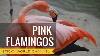 Pink Flamingos The Most Beautiful Birds