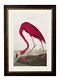 Premium Botanical Exotic Antique Pink Flamingo Bird Parrot Framed Print Wall Art