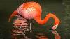 Pretty In Pink Flamingo Greeters At San Diego Zoo