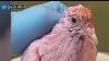 Rescue Continues Treating Pink Pigeon Found In Nyc