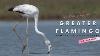 Some Interesting Facts About Greater Flamingo Phoenicopterus Roseus Birds Birdsofindia