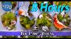 Spring Song Birds Tv For Cats 8 Hours Of Birds Uninterrupted Cattv Close Up Sounds
