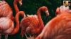 Stunning Pink Flamingos 4k Video Flamingo Bird Collection