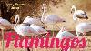 Stunning Pink Water Birds Flamingo Flamingo Bird Collection Flamingo Bird Dance