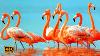 Stunning Pink Water Birds Flamingo Relaxation Music Calming Music