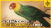 The Birds I Never Met North America S Extinct Birds
