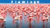 The Pink Flamingo Is One Of The Most Beautiful Birds