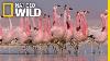 These Flamingos Have Sweet Dance Moves Wild Argentina