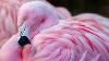 This Is Where Flamingos Get Their Pink Color Weird Flamingo Facts Why Are Flamingos Pink