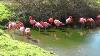 Very Beautiful Pink Flamingo Birds