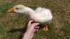 Watch A Gosling Grow Up Greeting You