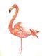 Watercolor Original Painting Flamingo Us Art