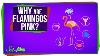 Why Are Flamingos Pink